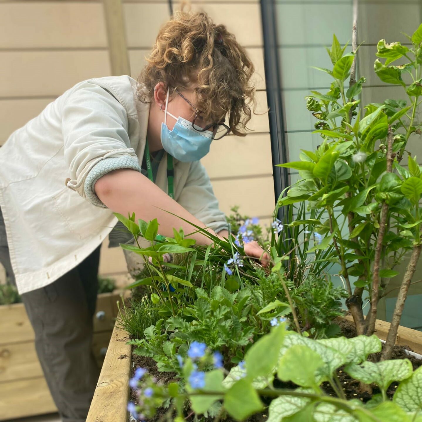 Plants in a wooden planter, with a member of staff working in the background